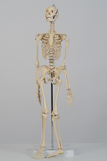 Small skeleton model