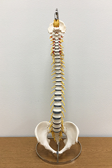 Vertebral column with pelvis model