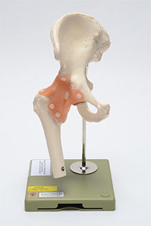 Hip joint model