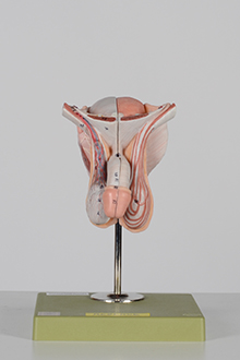 Male pelvis model