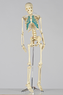 Skeleton model