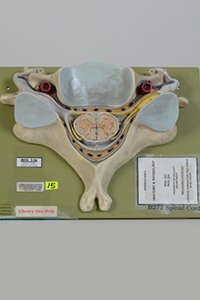 Spinal cord cross section model
