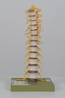 Thoracic vertebral model