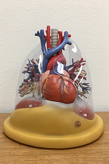 Heart and lungs model