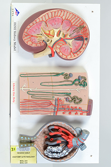 Kidney model
