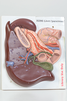 Liver pancreas model