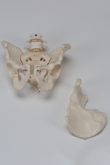 Skeleton - female pelvis