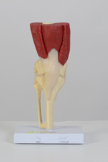Knee joint model