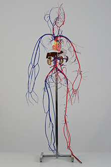 Vascular system model