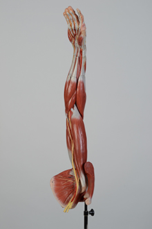  arm and shoulder muscle model