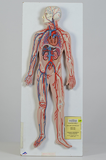 Circulatory system model