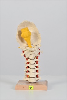 Cervical Spine Model