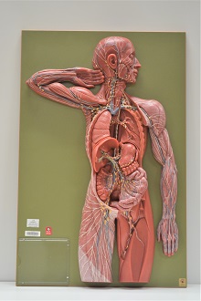 lymphatic system in the human body