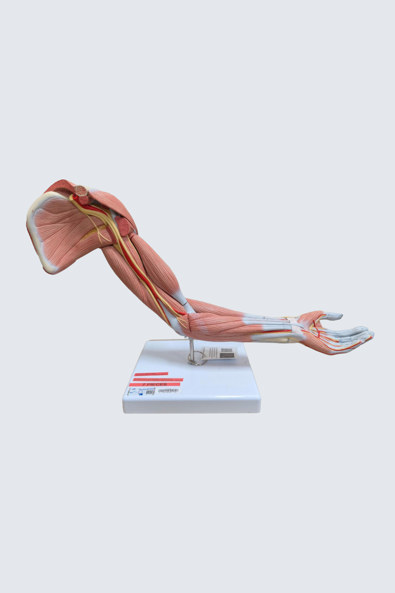 Model of an extended muscular arm.