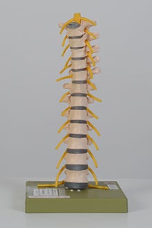 Thoracic vertebral model