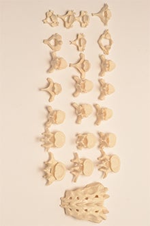 Vertebral column with sacrum and coccyx model