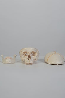 Skull model #2