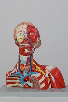 Head, neck and thorax model