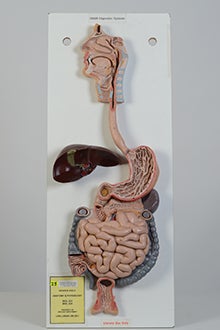 Digestive system model