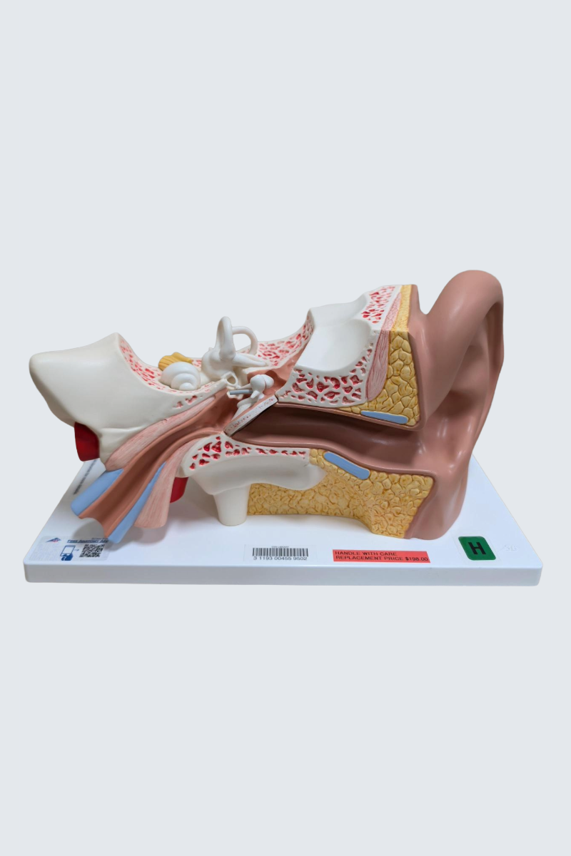Scientific ear with four pieces