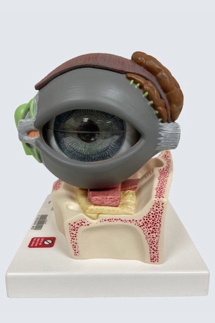Anatomical eye model with 7 pieces