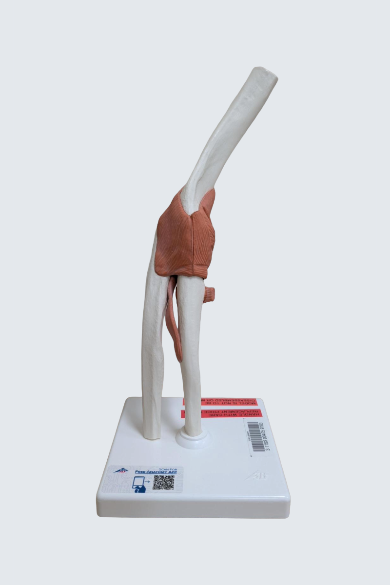  Functional human elbow joint with ligaments
