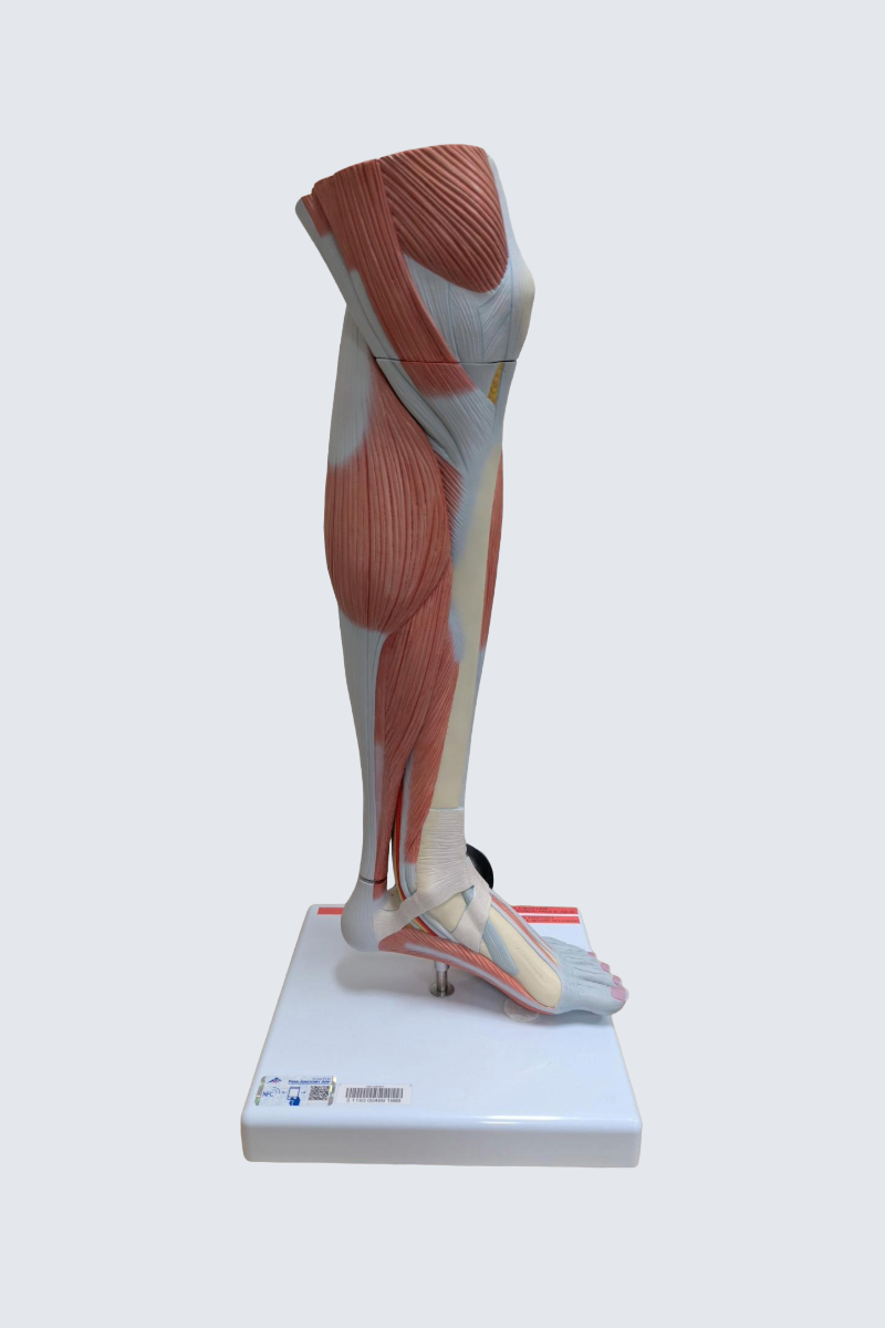 Muscled leg is a life-sized replica of the lower leg, ankle, and foot.