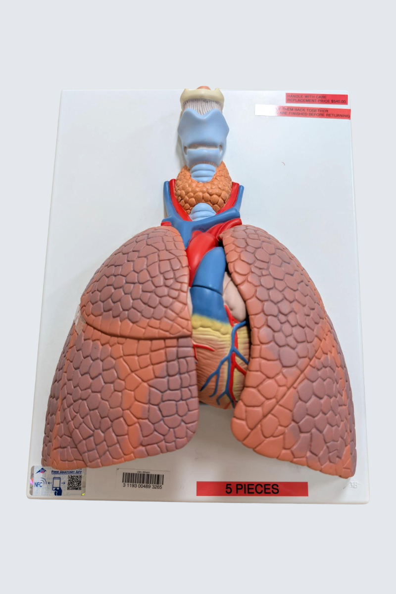 Lung model with larynx attached.