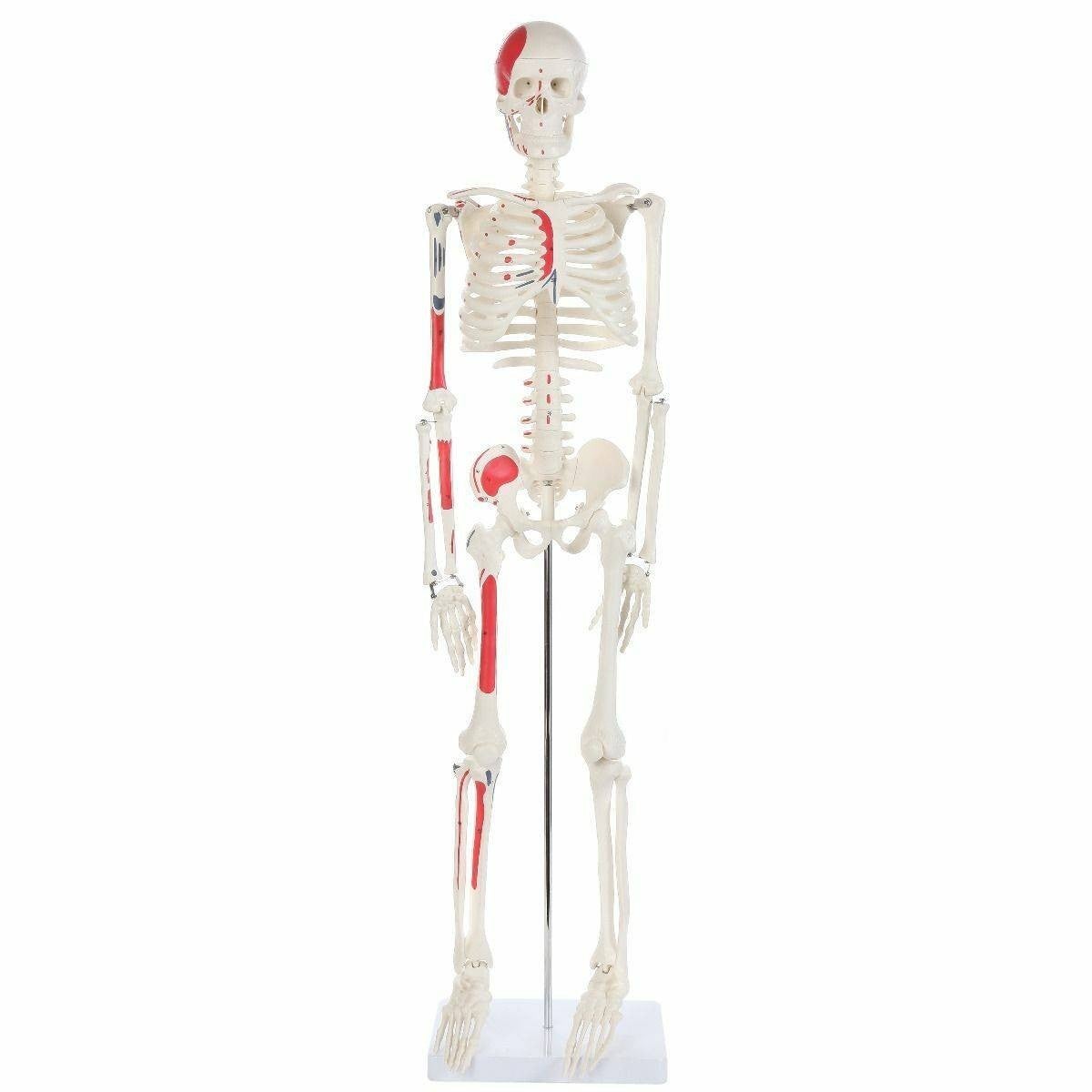 Picture of mini skeleton model