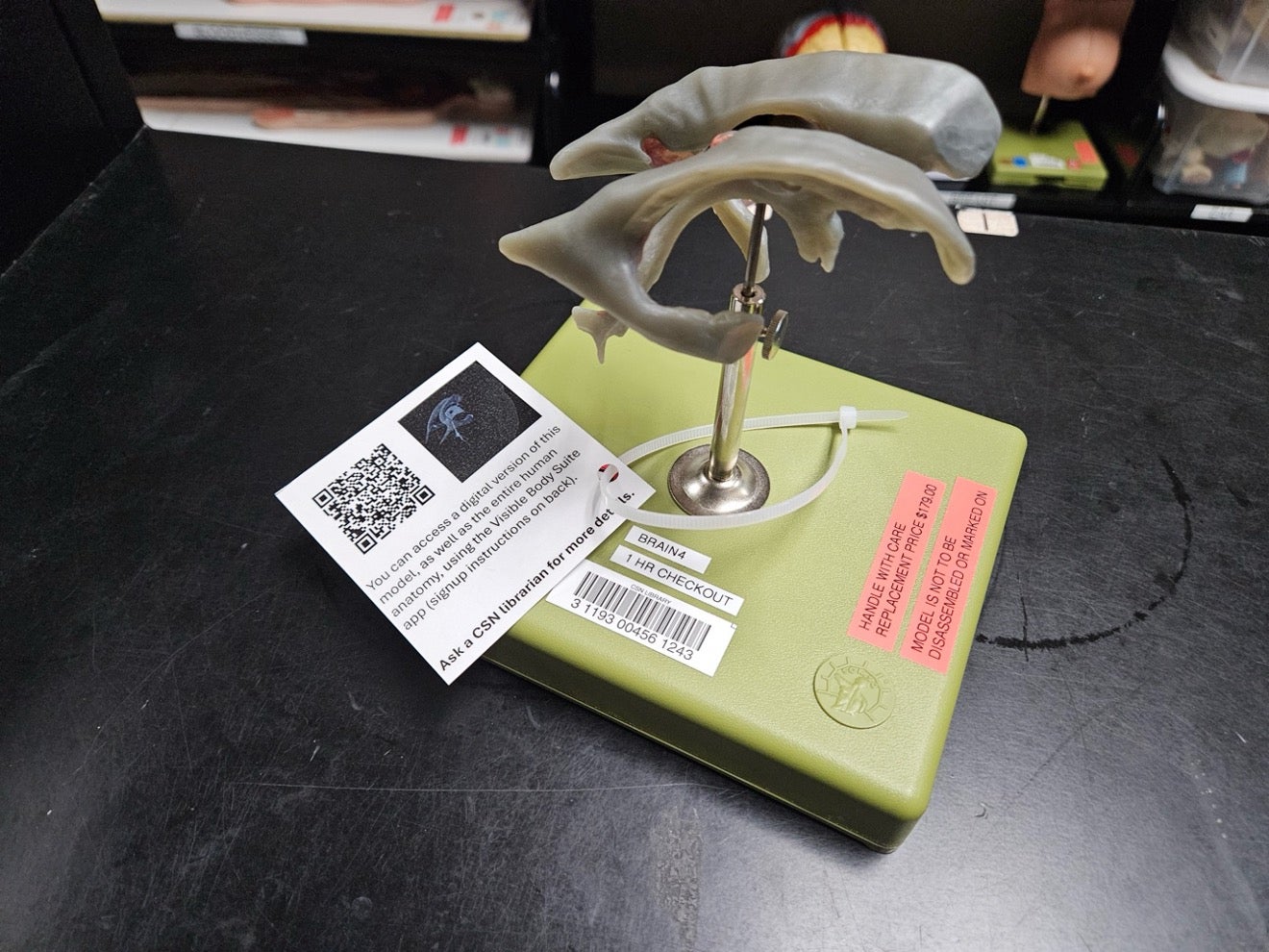 Photo of the brain body part at the library