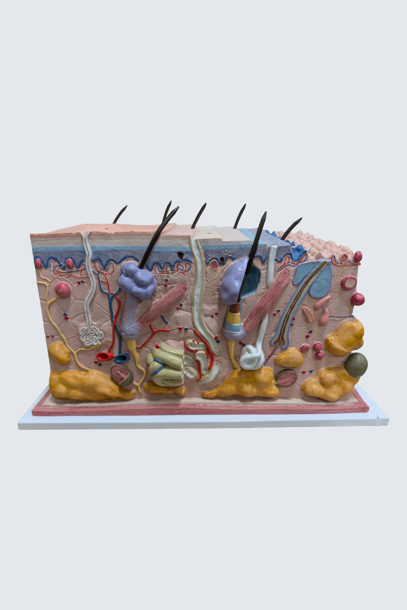 Skin model shows a section of human skin in three dimensional form.