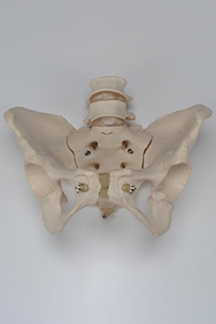 Skeleton - male pelvis