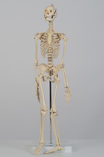 Small skeleton model