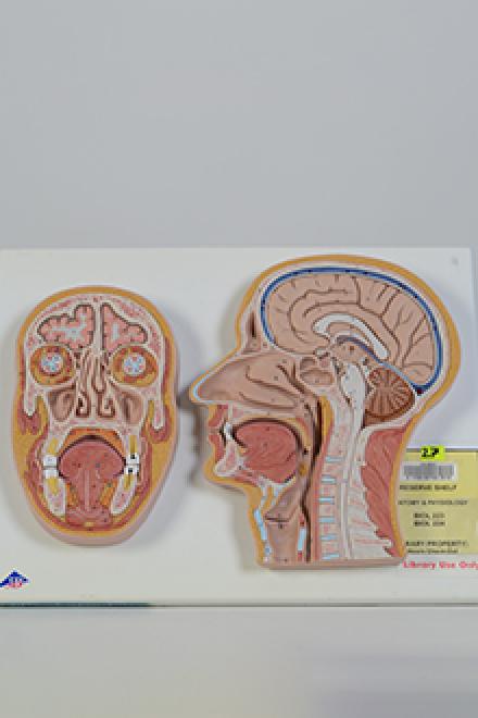 Head cross section model