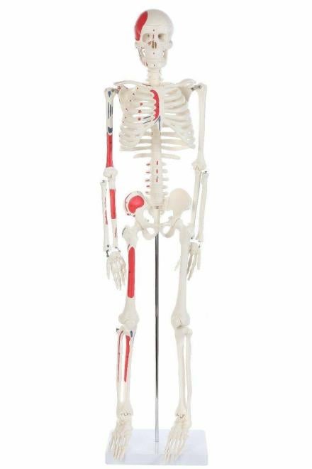 Picture of mini skeleton model